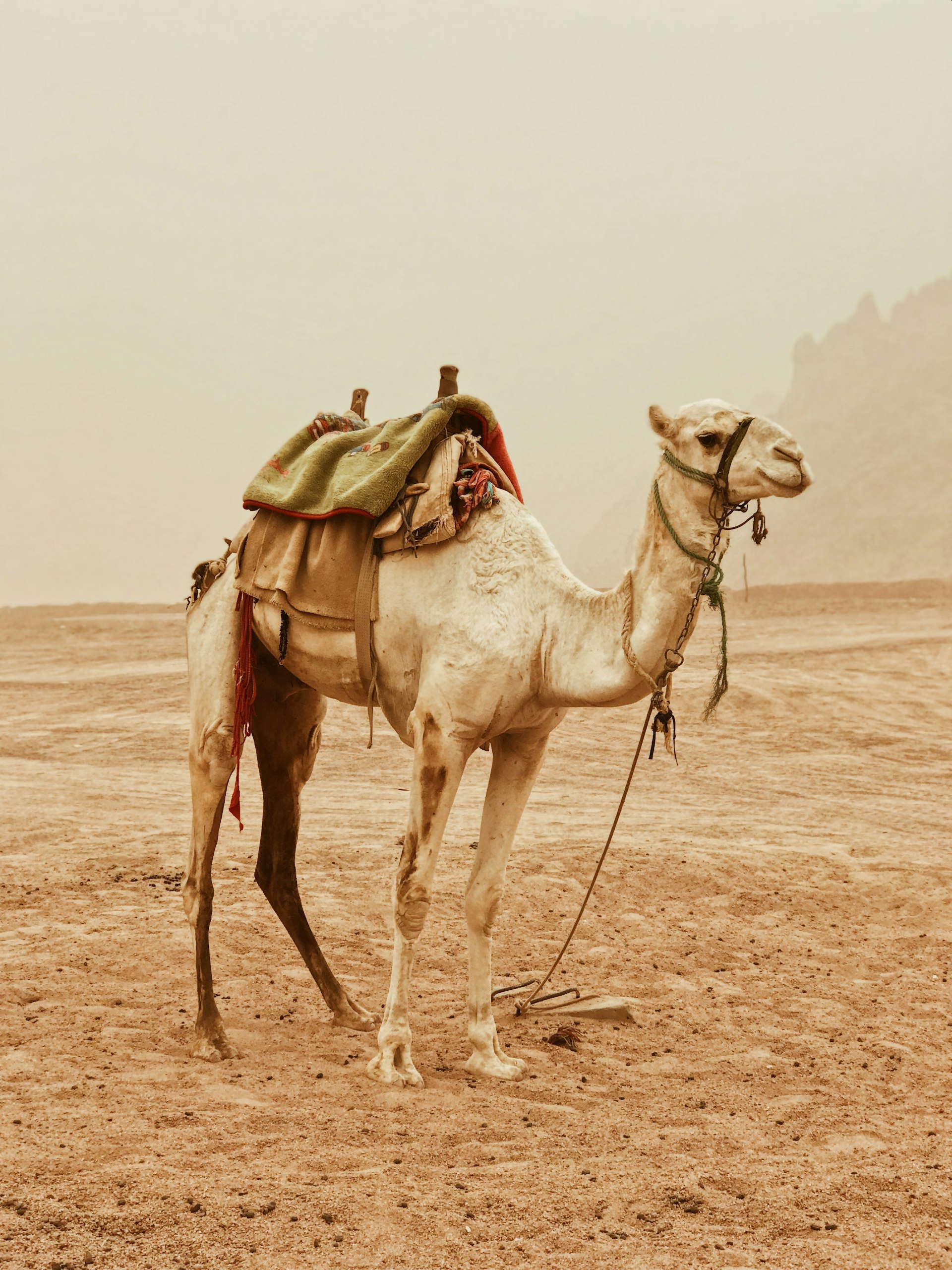 A camel in a desert scene representing the Ibbil brand